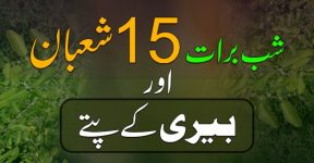 Home 17 شب برأت اور بیری کے پتے