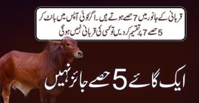 Home 21 قربانی 5 حصے